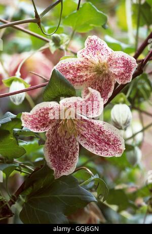 Clematis cirrhosa - `Freckles' AGM   CLE106385 Stock Photo